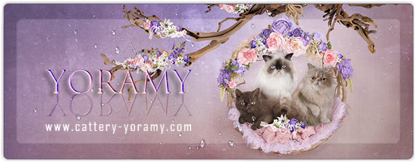 Yoramy Banner